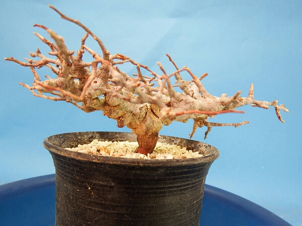 サボテン 多肉植物　99　Commiphora sp.Somalia Eyl　特姿い
