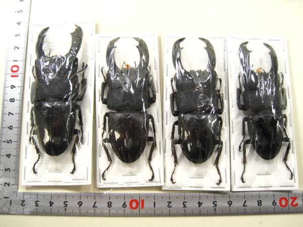 標本・NO659　スラウェシヒラタクワガタ　♂96ミリその他3頭