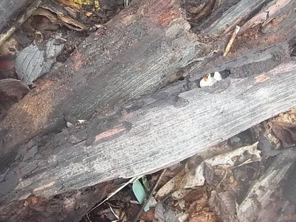 ●　キュウシュウオニクワガタ　3令5頭野外品●東海クワガタ販売