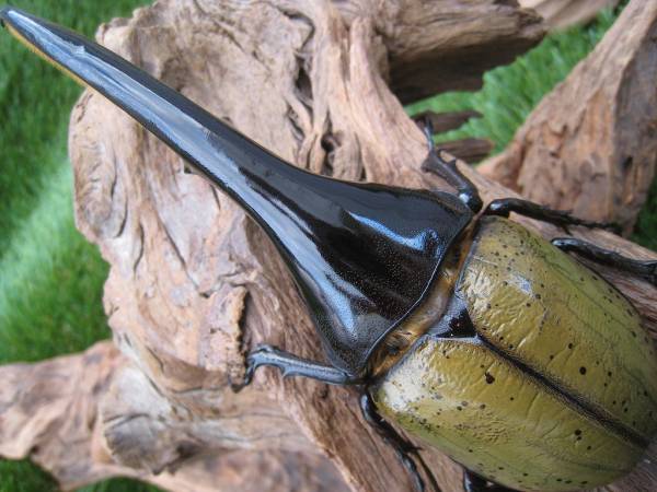 【ヤマこっと】(10)ヘラクレス 大型極太AB血統 ♂153mmペアー