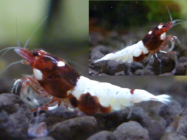 森のエビＮ　濃い赤　ＡＰシャドーレッド若個体　♀④