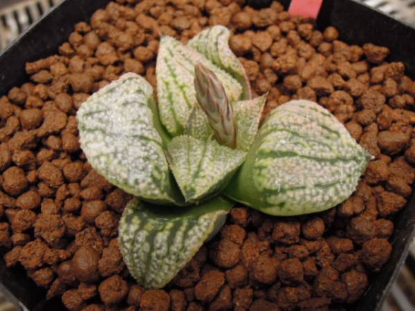 ○多肉植物○ ハオルチア 毛羽トルンカータ | ESIASON.ORG