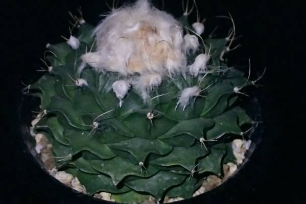 サボテン 多肉植物 ☆大疣帝冠☆ 観葉植物 サボテン 【公式通販】