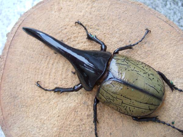 (Dy.OKYM)　D.H.ヘラクレス　極太血統　♂単品