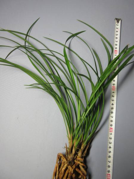 もと丸　山野草　春蘭　中国春蘭　老文団素　花芽付