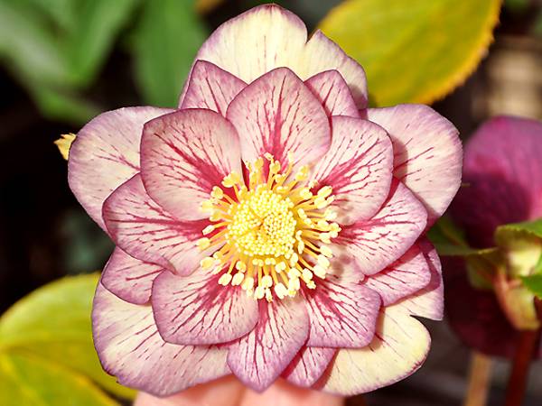 A-108★DD ネオン ゴールド ダブル ★クリスマスローズ★開花