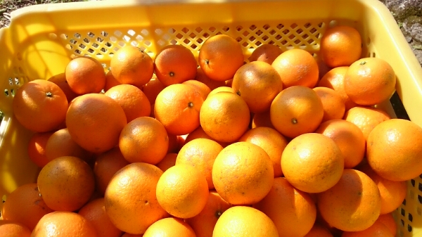 無農薬屋久島たんかん♪10kg.少々の出品です♪