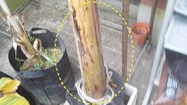 バナナ Thai Vegetableの仮茎カットバック苗１・新品ポット付き