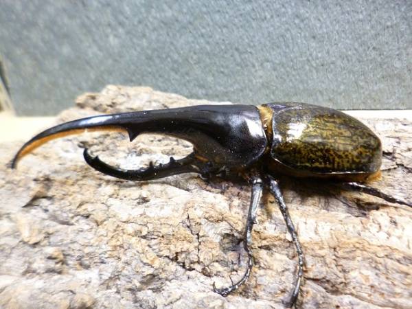 DHヘラクレス・♂162mm単品