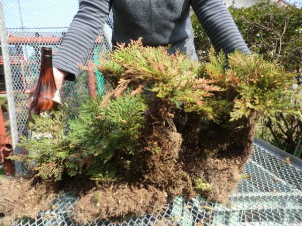 盆栽 植木 首のある超巨大岩松 岩ヒバ ③