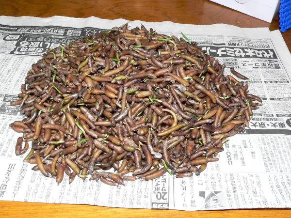 ★ウチョウラン★ビン出し混合球★蘭吉印★最後です・山分け・７