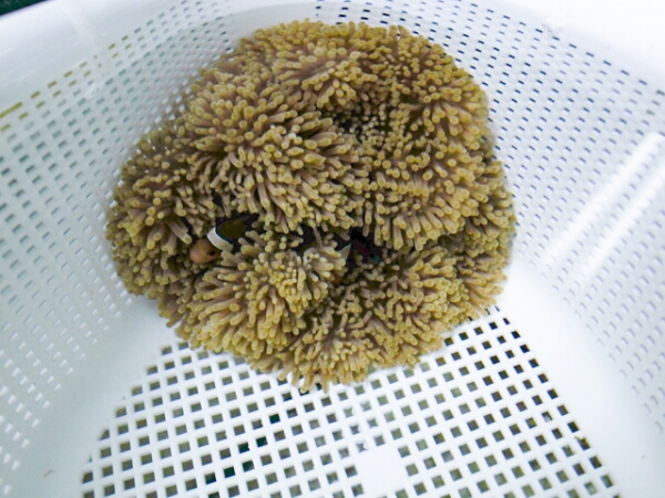 石垣島産天然ハタゴイソギンチャク10㎝レアサイズ