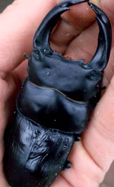 ◆◇即ブリGORDON-R血統オオクワ８１ミリｕｐペア◇◆