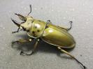 ババオウゴンオニ　新成虫　小型ペア　♂45㎜　♀38㎜