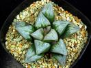 多肉植物　ハオルチア　アルテミス×白胡蝶