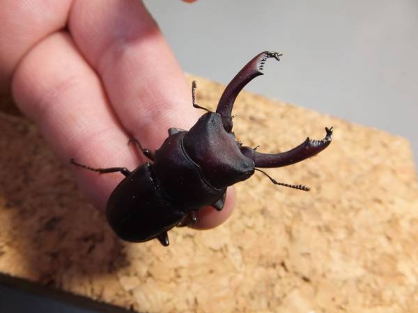 虫神蔵】宮崎県産 大型ノコギリクワガタ ♂70.70mm ペア