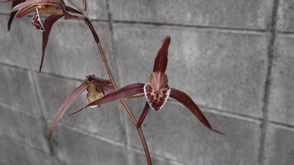 ★寒蘭★14-8 楠山払越産 濃紅三角大舌 新木成木１条新子