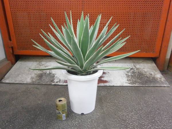 ☆アガベ☆斑入り☆7号サイズ☆55cm！！