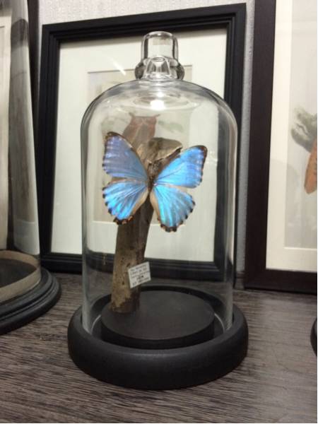 ガラスドーム 標本 | Menelaus,Morpho オブジェ 日本 Morpho Etsy