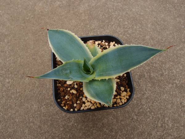 Lj_plants ♪♪アガベ 怒雷神錦 多肉植物♪♪ A40 株を厳選する Lj_plants ♪♪アガベ 怒雷神錦 多肉植物♪♪ A40 株を厳選する