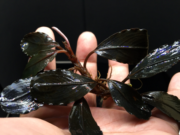 ブセファランドラ sp. Super Blue