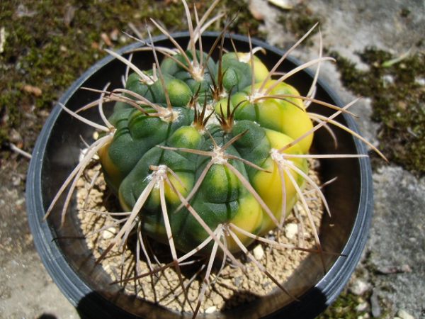 ＜サボテン・多肉＞　天平丸錦