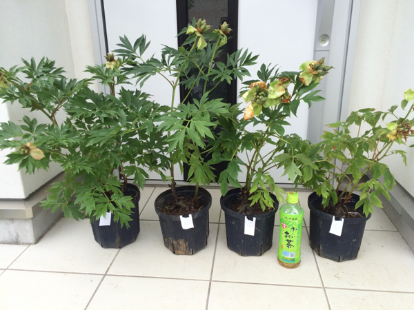 牡丹×芍薬　　品種不明　4鉢セット　開花株　来期用　①