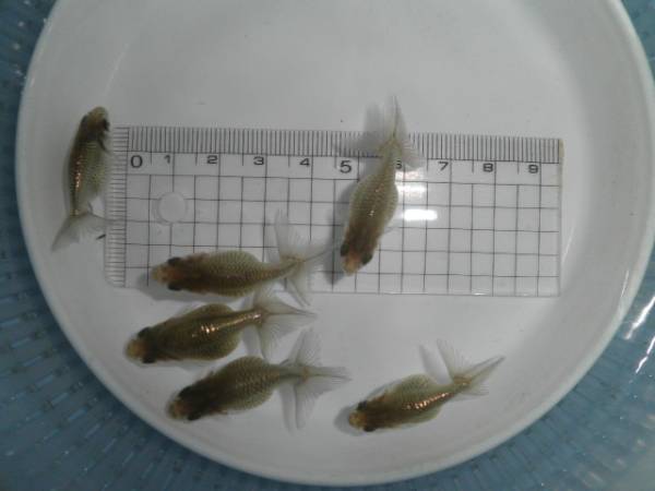 出雲ナンキン　黒仔６匹