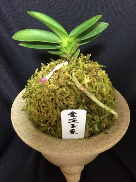 富貴蘭 山野草斑入り富貴蘭【金淀玉葉】希少品種