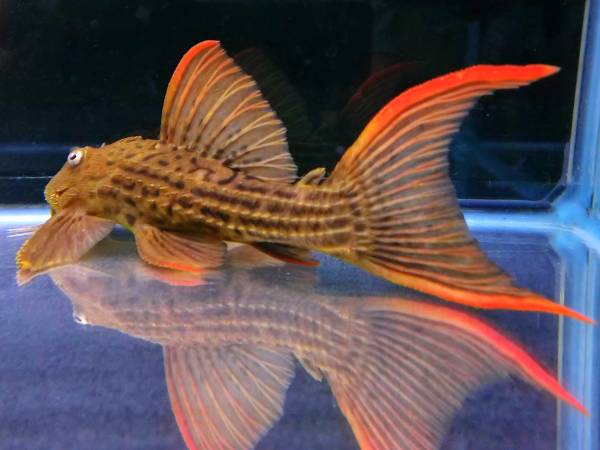 約１９cm トカンチンス キングスカーレットトリム プレコ 売買されたオークション情報 Yahooの商品情報をアーカイブ公開 オークファン Aucfan Com