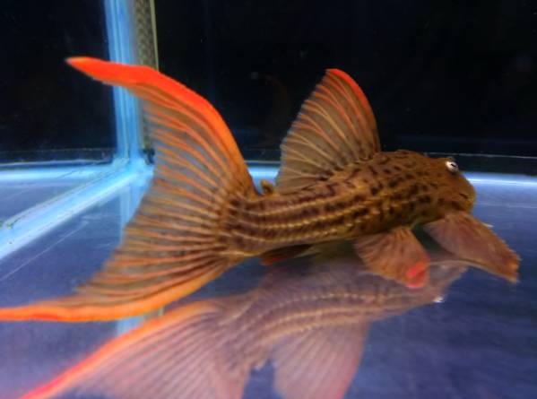 約１９cm トカンチンス キングスカーレットトリム プレコ 売買されたオークション情報 Yahooの商品情報をアーカイブ公開 オークファン Aucfan Com