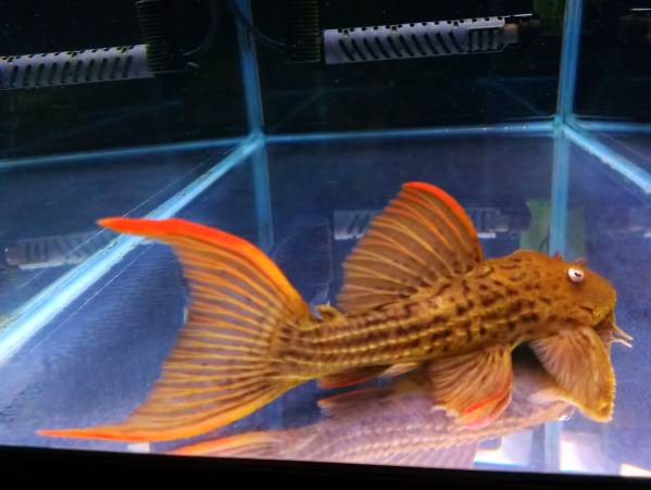 約１９cm トカンチンス キングスカーレットトリム プレコ 売買されたオークション情報 Yahooの商品情報をアーカイブ公開 オークファン Aucfan Com