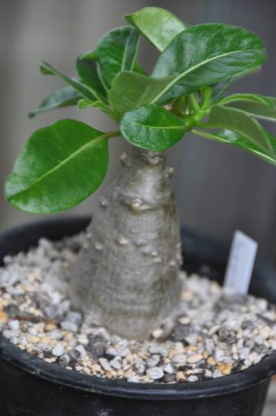 多肉植物◆パキポディウム　デカリー　プックリ株　希少