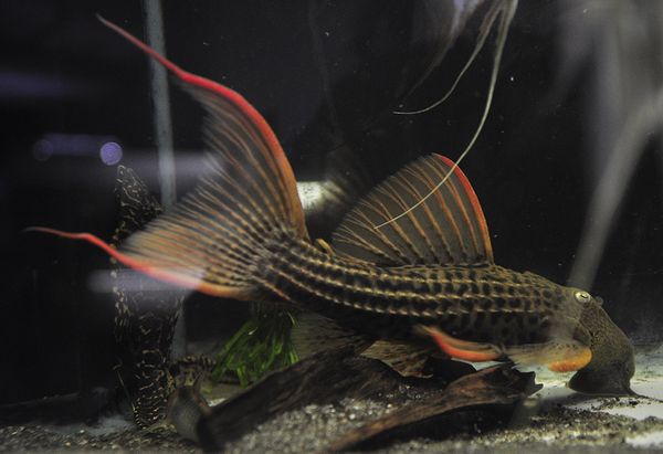 飼いこみ ドラゴンキングスカーレットトリム 約23cm 1匹 プレコ 売買されたオークション情報 Yahooの商品情報をアーカイブ公開 オークファン Aucfan Com