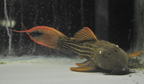 飼いこみ ドラゴンキングスカーレットトリム 約23cm 1匹 プレコ 売買されたオークション情報 Yahooの商品情報をアーカイブ公開 オークファン Aucfan Com