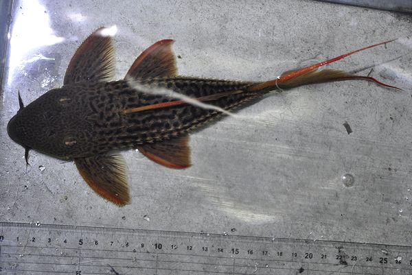 飼いこみ ドラゴンキングスカーレットトリム 約23cm 1匹 プレコ 売買されたオークション情報 Yahooの商品情報をアーカイブ公開 オークファン Aucfan Com