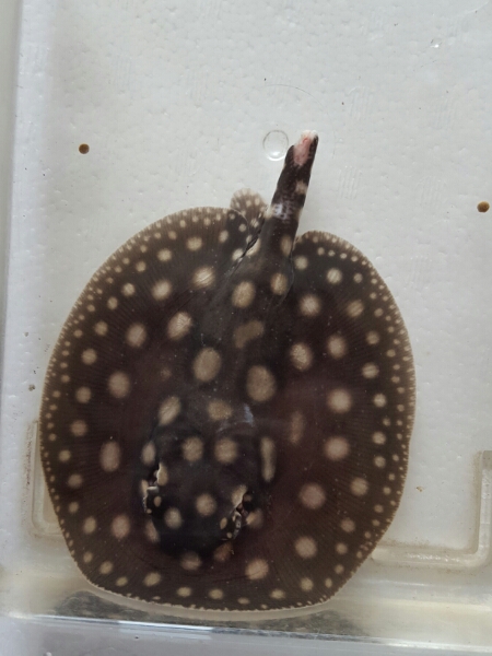 難有り格安　優良血統純血ダイヤモンドポルカオス　13センチ