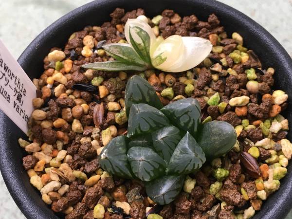 オブツーサ錦 ★ ハオルチア ★ 多肉植物