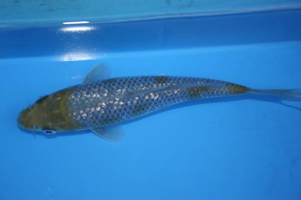 ★特選★ 綺麗な鹿の子模様の銀鱗落ち葉２１ｃｍ程度