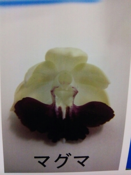 ◎ えびね 平和の光×マグマ 順化苗8本（エビネ・春蘭・山野草）