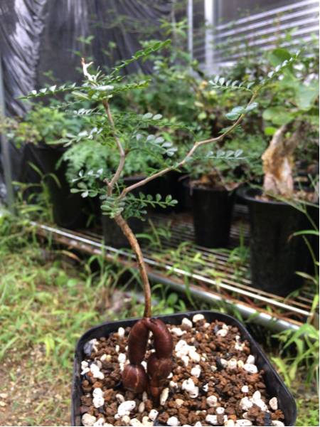 オペルクリカリア パキプス 実生 塊根