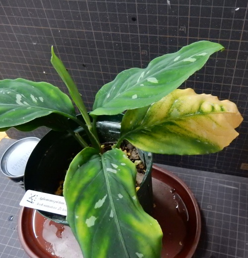 正規タグ付き AZ便 アグラオネマ ピクタム マルチカラー LA便