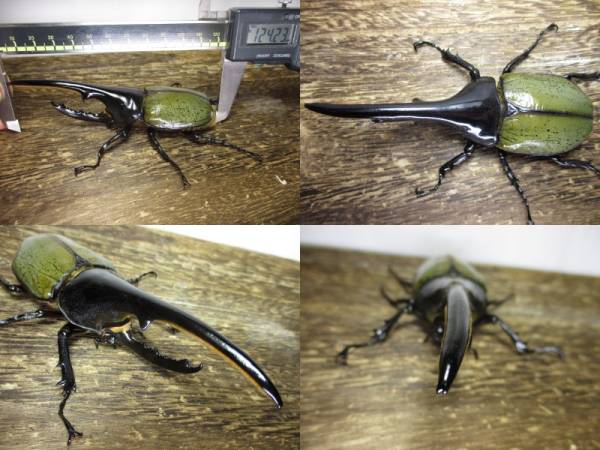 ヘラクレス ヘラクレスオオカブト ペア 成虫 DHヘラクレス Yahoo 