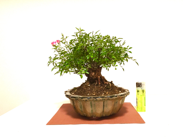 ☆桜花園☆ バラ 薔薇 紅小町 雅 極太 盆栽