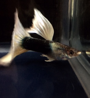 HALF　BLACK　WHITE　ビッグドーサル