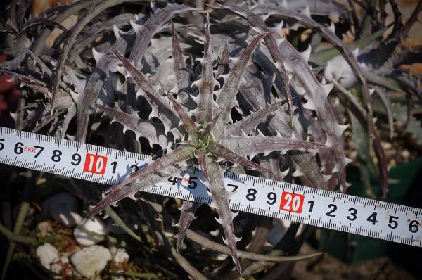 ★★Dyckia goehringii original clone ベアルート苗ディッキア