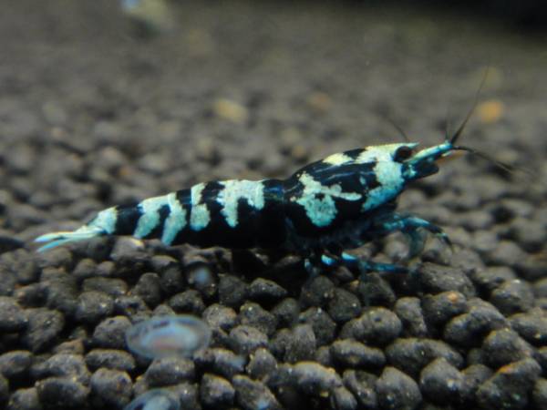 ☆comet☆ブルー　ウィスカーシュリンプ　