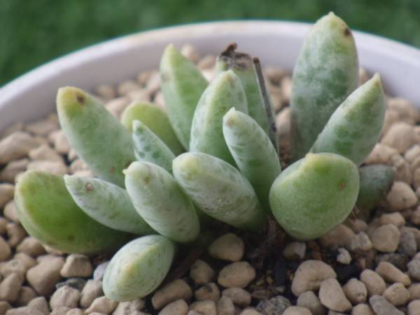 【多肉植物】アドロミスクス／Schuldtianus（シュルドチアヌス）