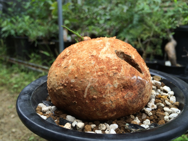 1円！ まん丸 良形 アデニア キルキー 塊根 観葉植物 花、園芸 【公式