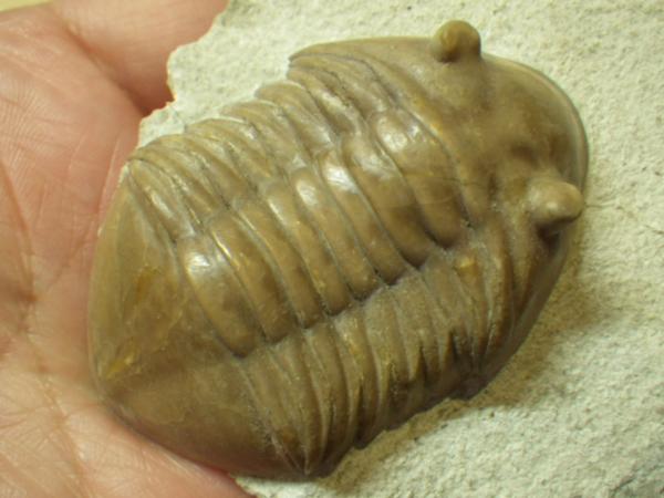巣穴１円ロシア、希少種Asaphus acuminatus !!三葉虫化石3910